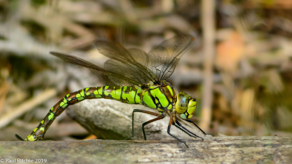 Southern Hawker (Aeshna cyanea) - female