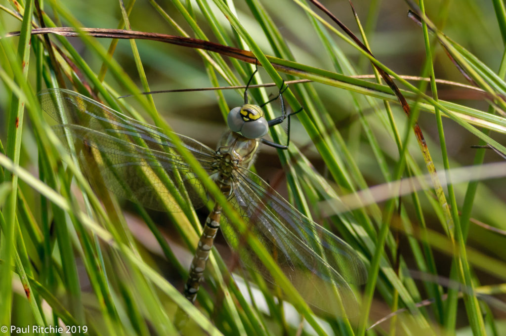 Common (Moorland) Hawker (Aeshna juncea) - freshly-emerged male