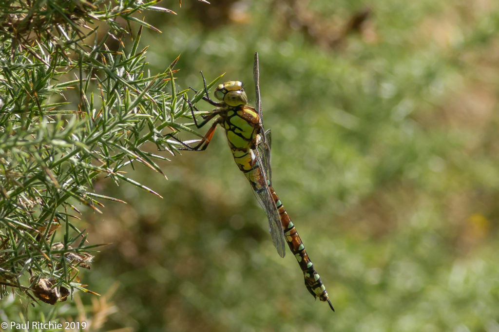 Southern Hawker (Aeshna cyanea) - immature female