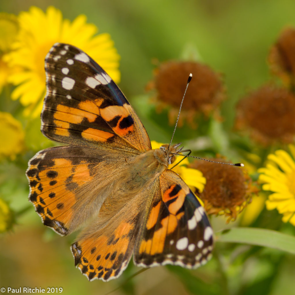 Painted Lady ( Vanessa cardui)