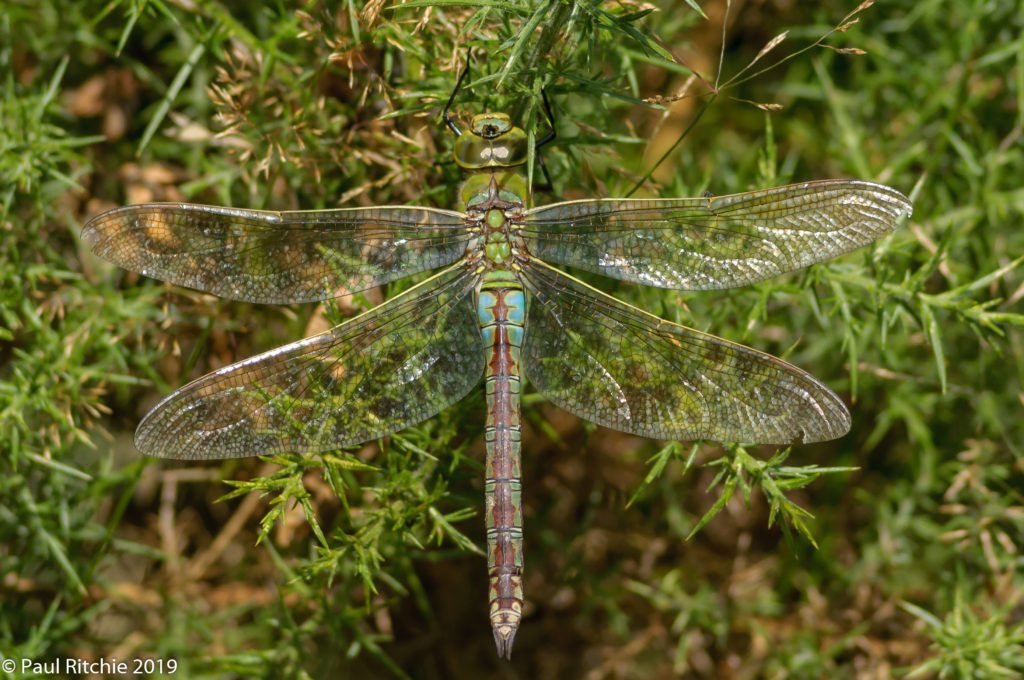 Emperor (Anax imperator) - female