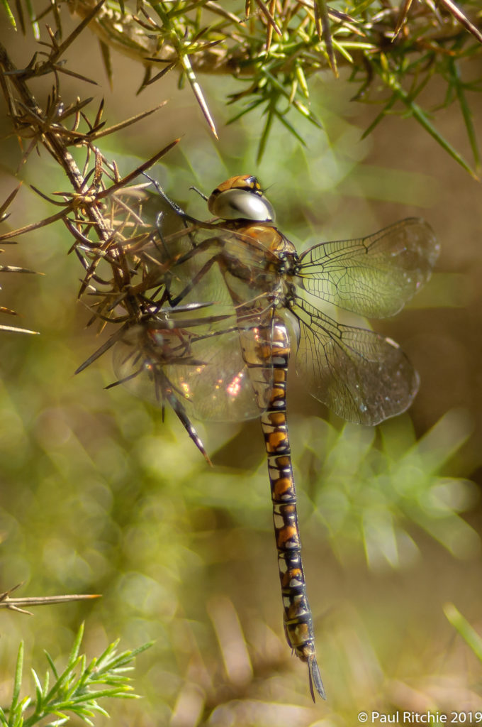 Migrant Hawker (Aeshna mixta) - immature female