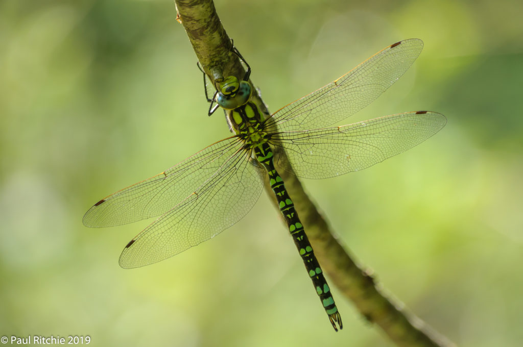 Southern Hawker (Aeshna cyanea) - male