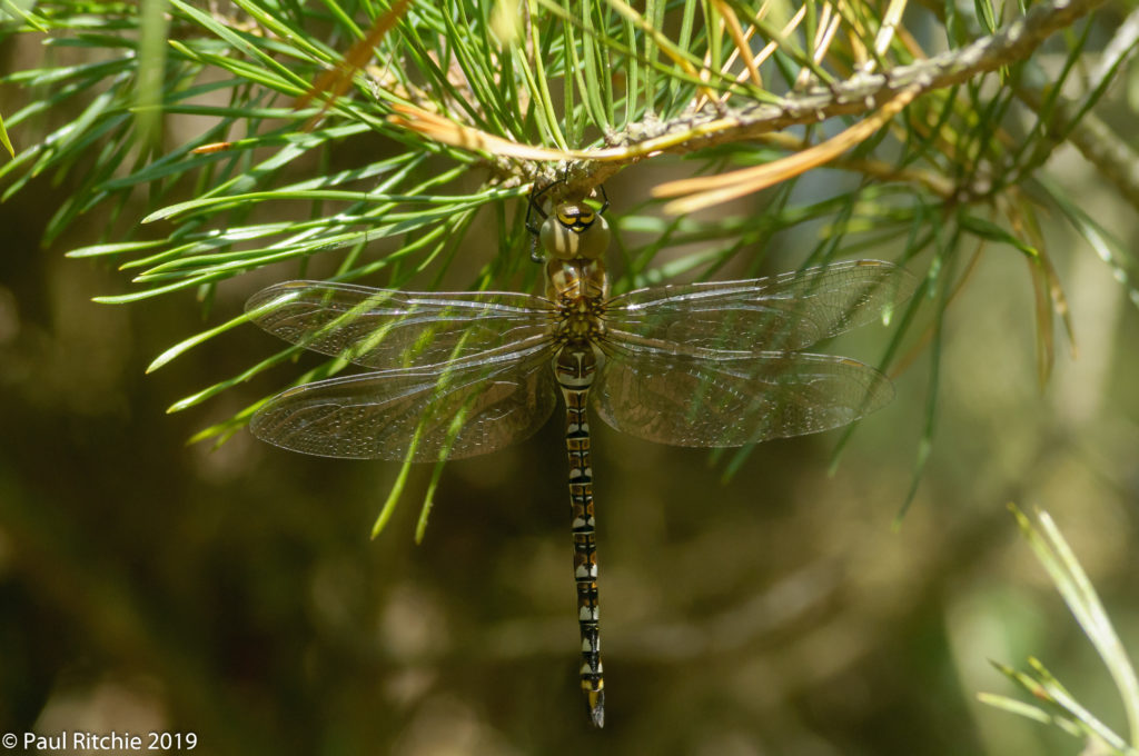 Migrant Hawker (Aeshna mixta) - immature male