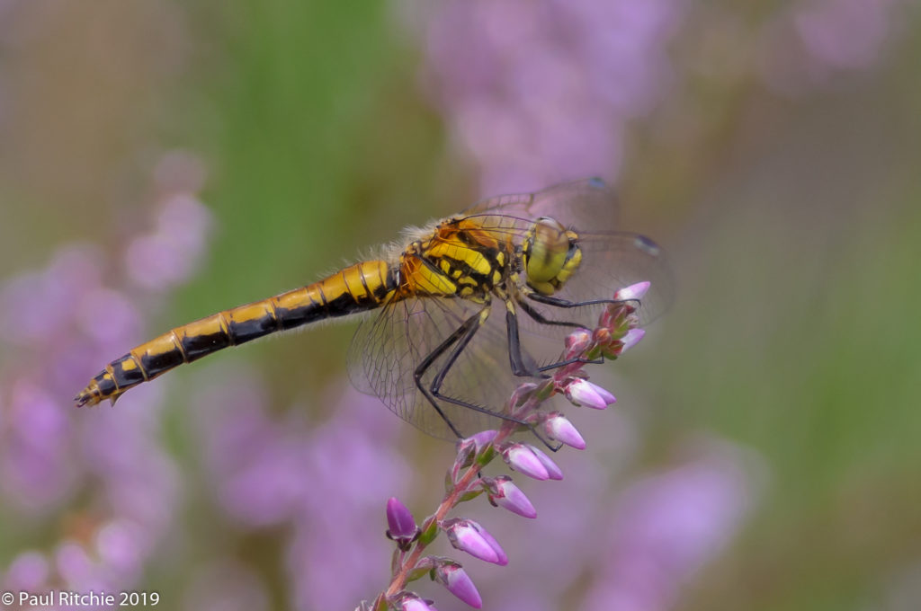 Black Darter (Sympetrum danae) - female on heather