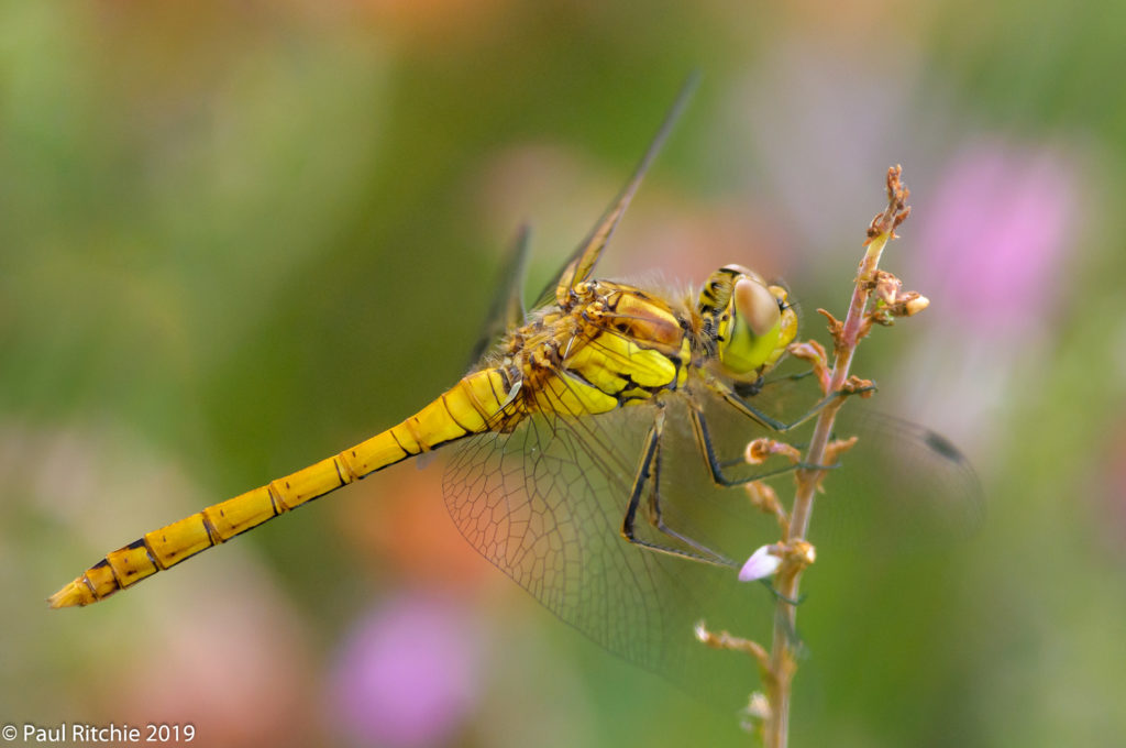 Common Darter (Sympetrum striolatum) - immature male