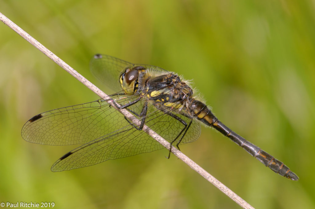 Black Darter (Sympetrum danae) - immature male