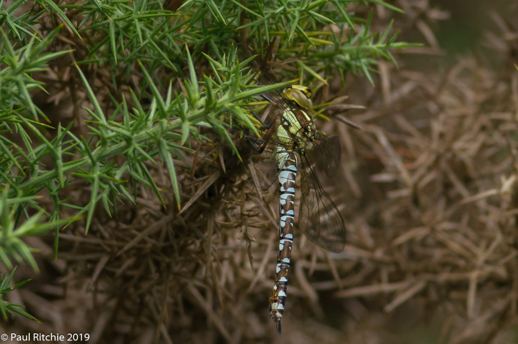 Southern Hawker (Aeshna cyanea) - immature female