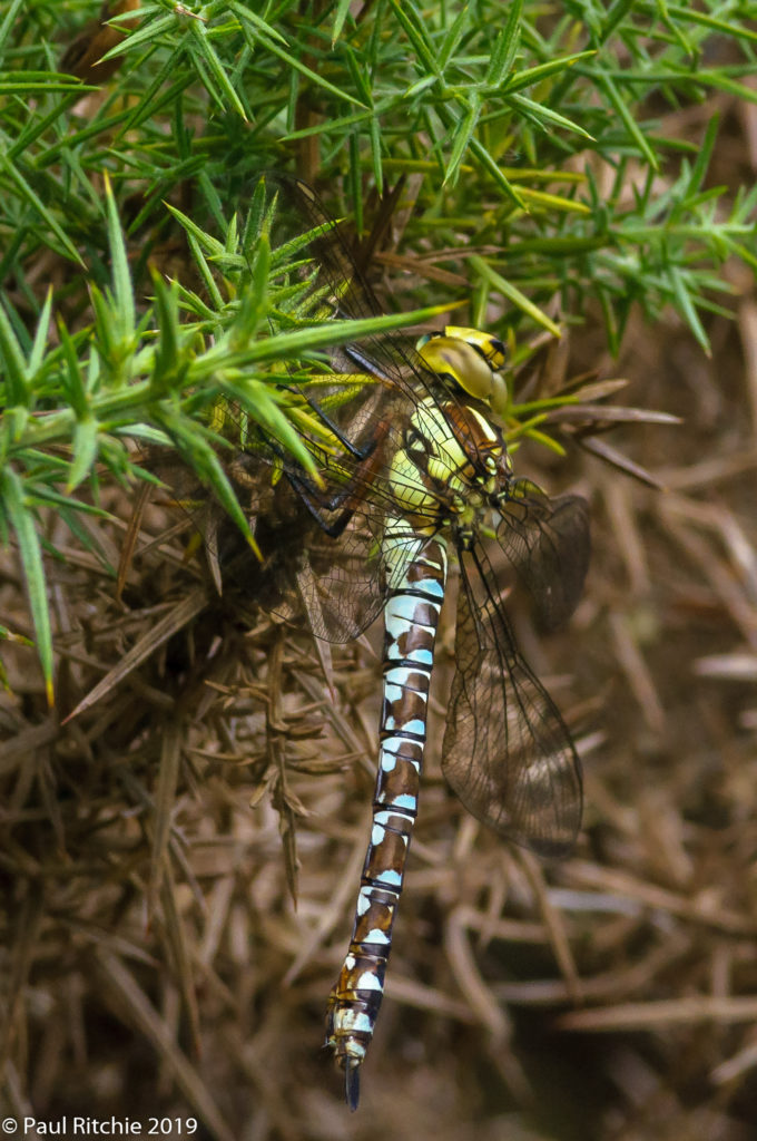 Southern Hawker (Aeshna cyanea) - immature female