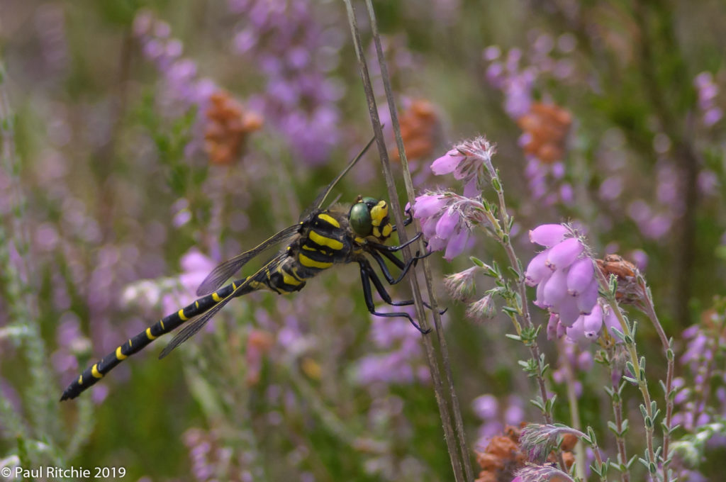 Golden-ringed Dragonfly (Cordulegaster boltonii) - male