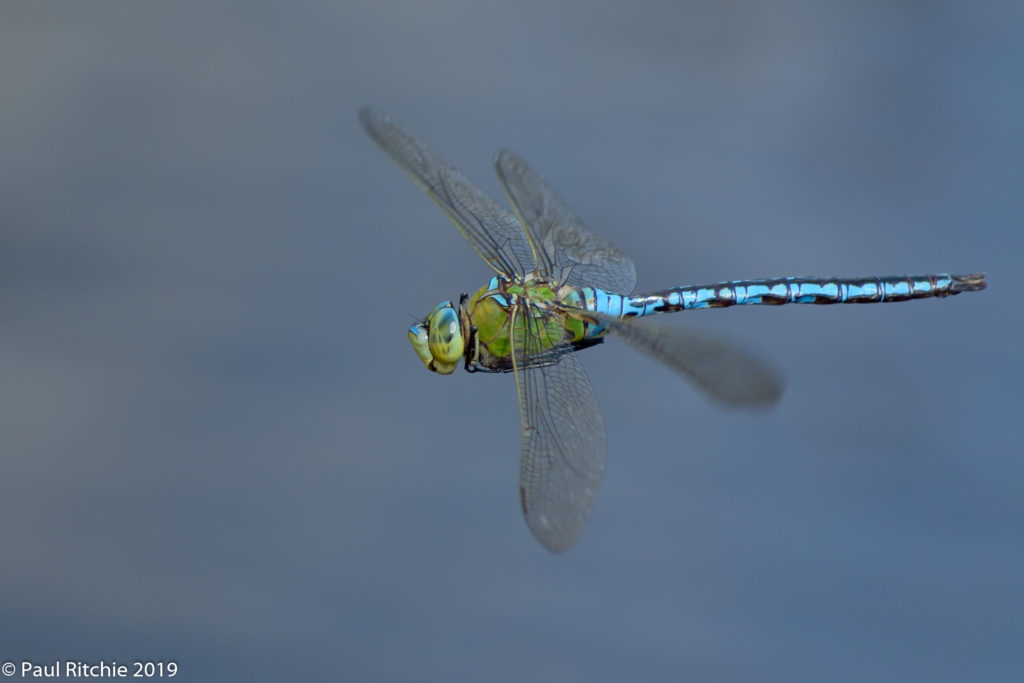 Emperor (Anax imperator) - male on patrol