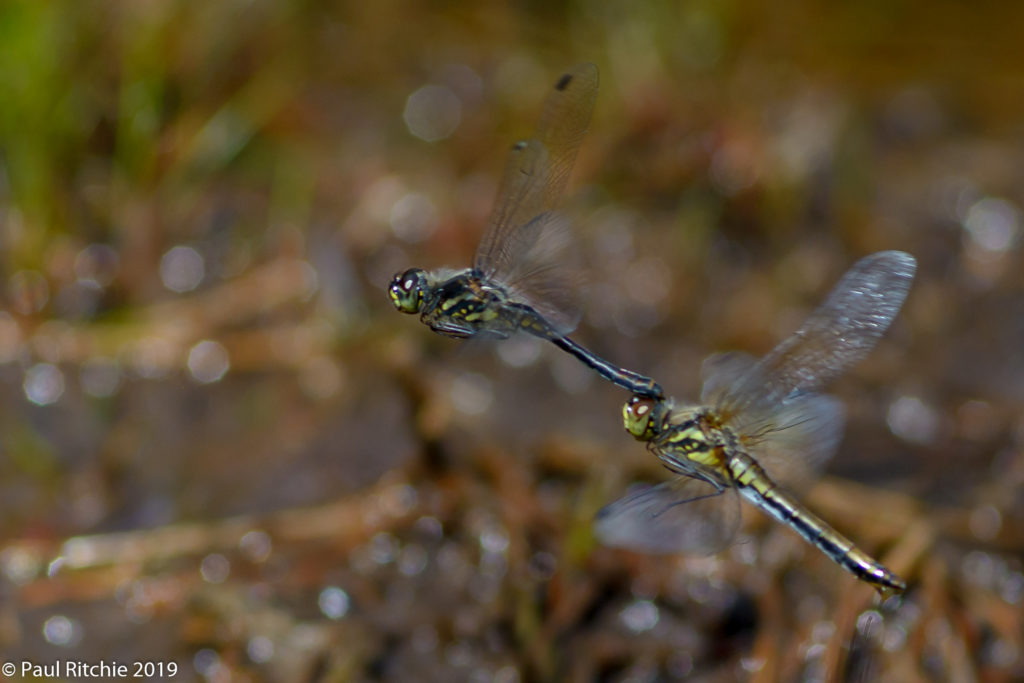 Black Darter (Sympetrum danae) - pair in tandem