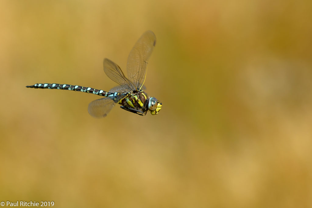 Moorland (Common) Hawker (Aeshna juncea) - male on patrol