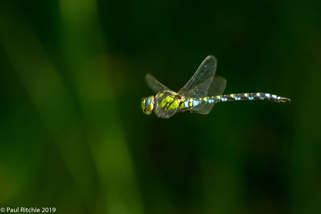 Southern Hawker (Aeshna cyanea) - male on patrol