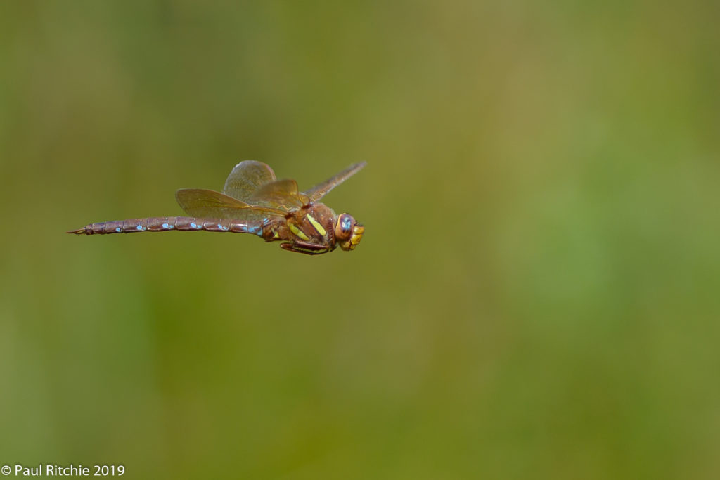 Brown Hawker (Aeshna grandis) - male on patrol