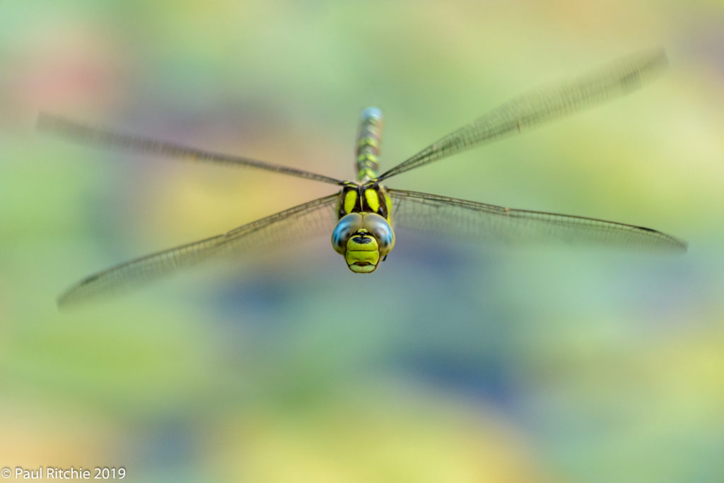 Southern Hawker (Aeshna cyanea) - male on patrol