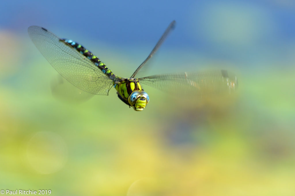 Southern Hawker (Aeshna cyanea) - male on patrol