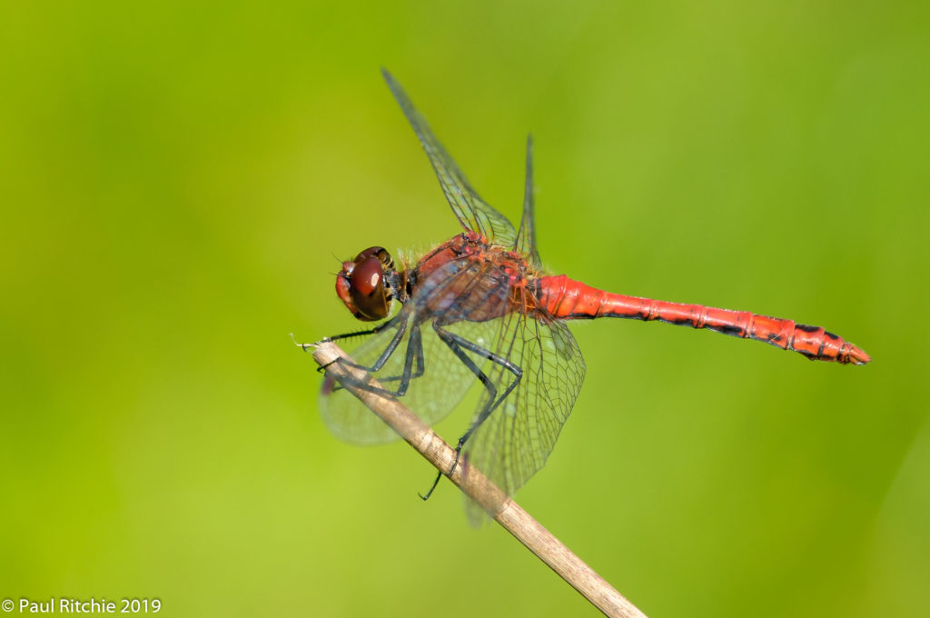 Ruddy Darter (Sympetrum sanguineum) - male