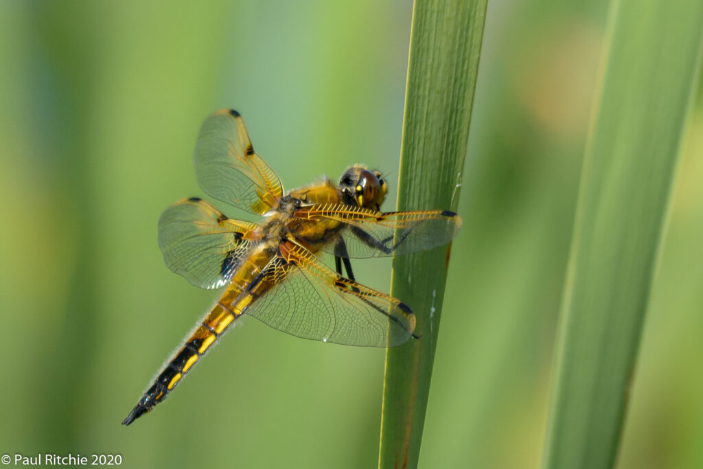 Four-spotted Chaser (Libellula quadrimaculata) - male