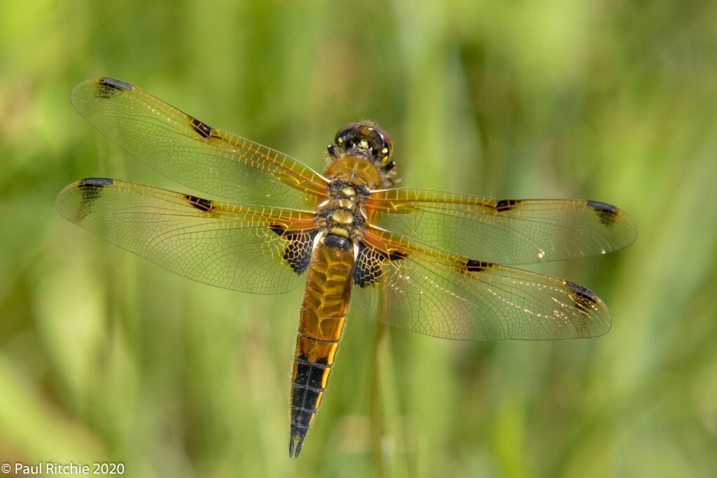 Four-spotted Chaser (Libellula quadrimaculata) - female praenubila