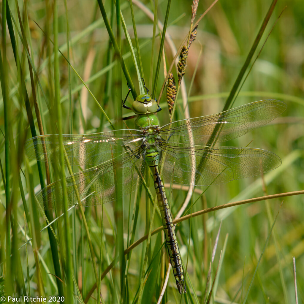 Emperor (Anax imperator) - immature male