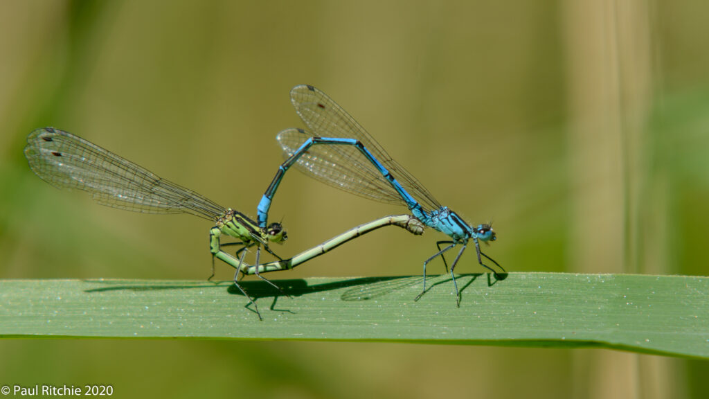 Azure Damselfly (Coenagrion puella) - pair in-cop