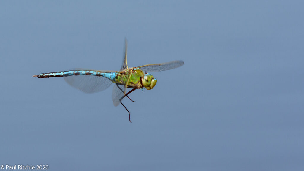 Emperor (Anax imperator) - male on patrol