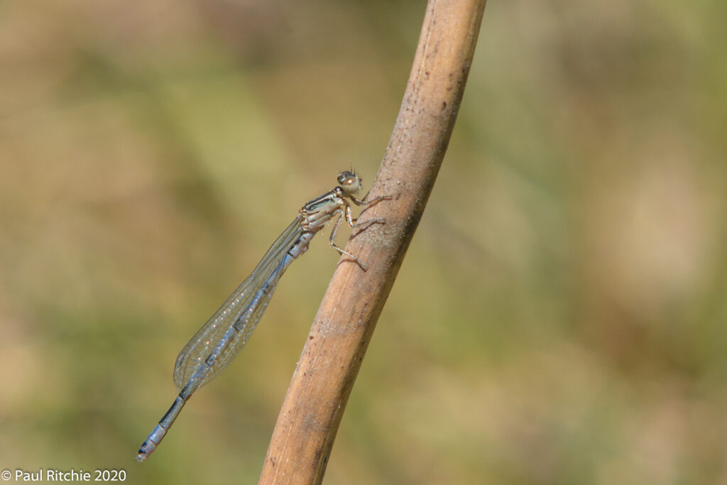 Southern Damselfly (Coenagrion mercuriale)- immature male