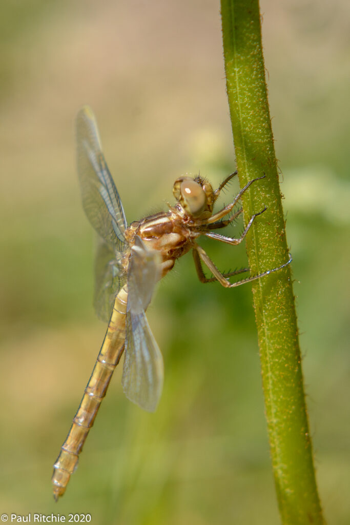 Keeled Skimmer (Orthetrum coerulescens)