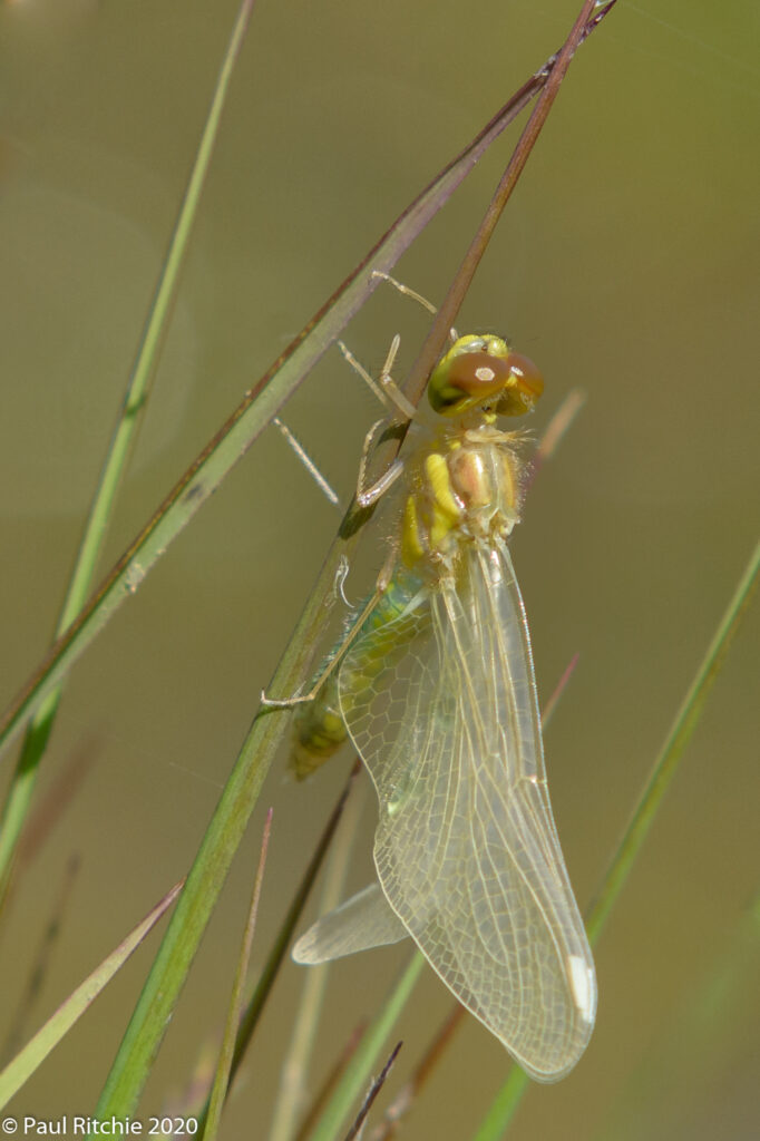 Black Darter (Sympetrum danae) - freshly emerged