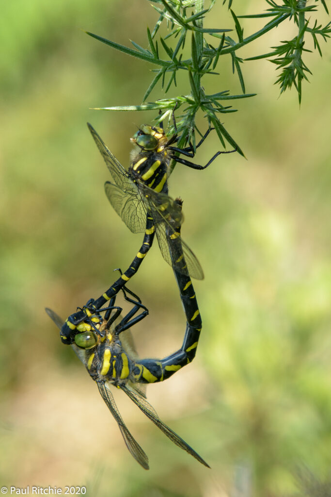 Golden-ringed Dragonfly (Cordulegaster boltonii) pair in-cop