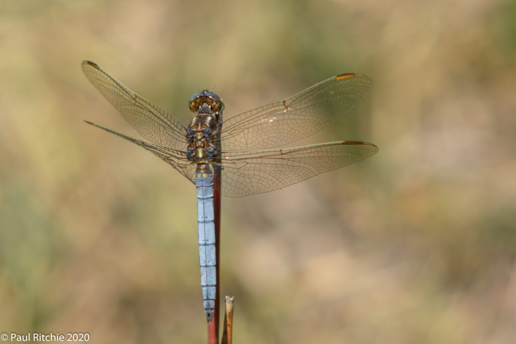 Keeled Skimmer (Orthetrum coerulescens) - male