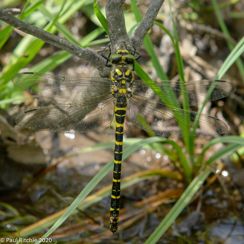 Golden-ringed Dragonfly (Cordulegaster boltonii) - female ovipositing