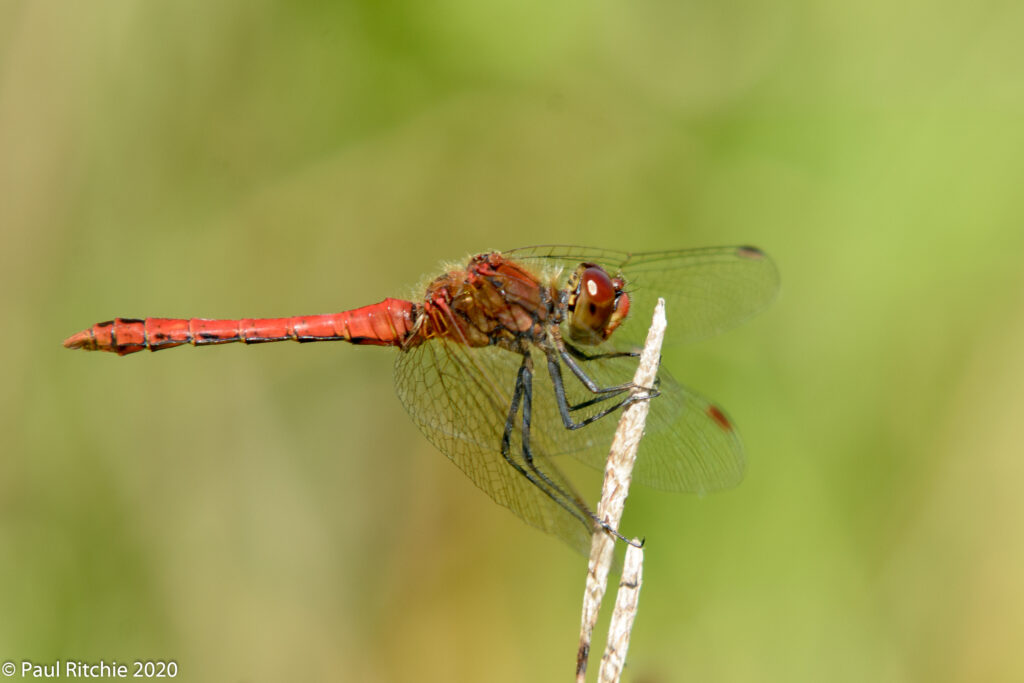 Ruddy Darter (Sympetrum sanguineum) - male