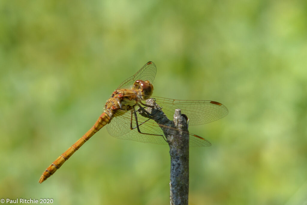 Common Darter (Sympetrum striolatum) - immature male