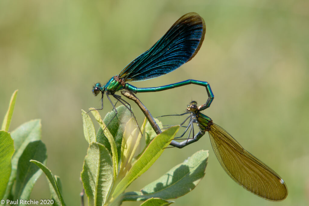 Beautiful Demoiselle (Calopteryx virgo) - pair in-cop